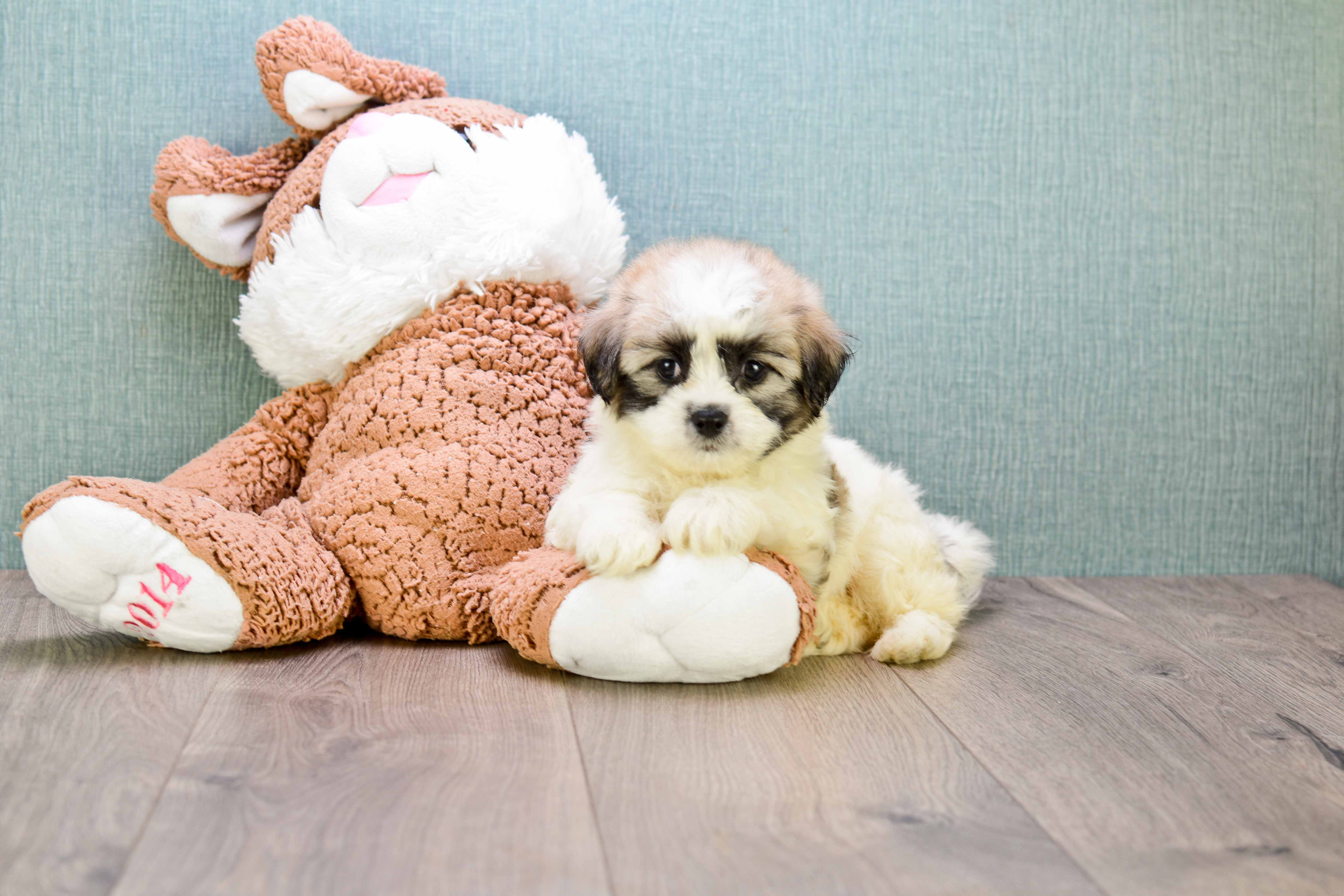 Fluffy Teddy Bear Designer Pup