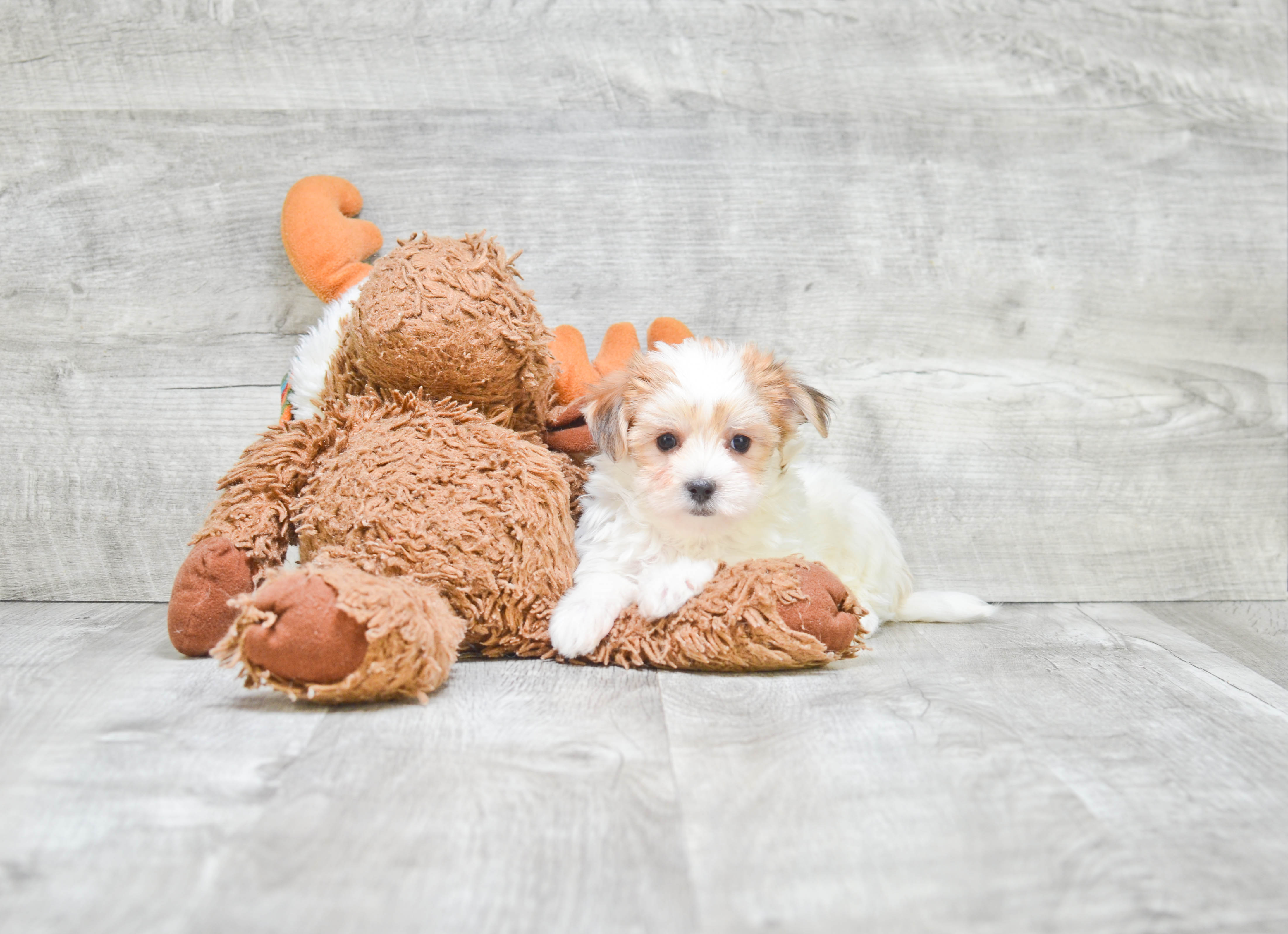 Best Morkie Baby