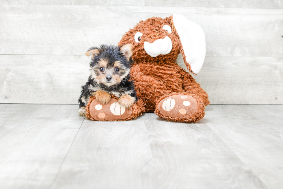 Morkie Puppy for Adoption
