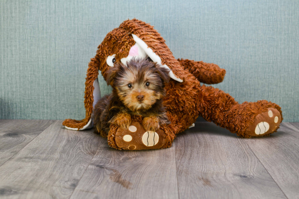 Meet Hershey - our Yorkshire Terrier Puppy Photo 