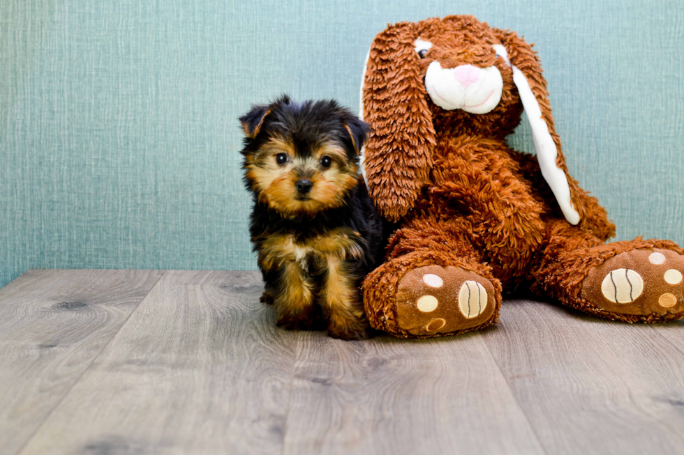 Meet Tj - our Yorkshire Terrier Puppy Photo 