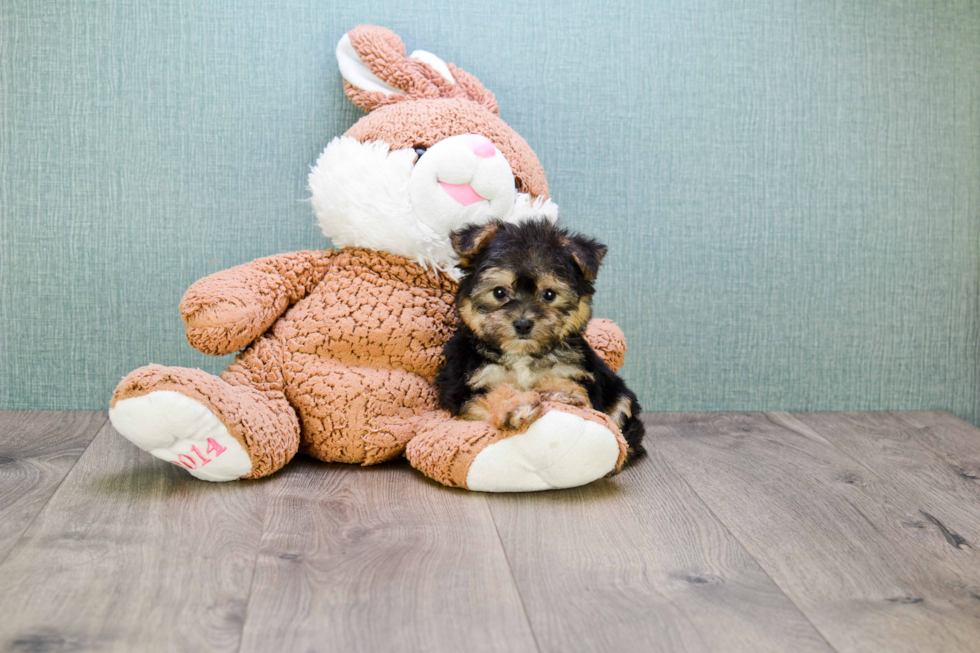Morkie Puppy for Adoption
