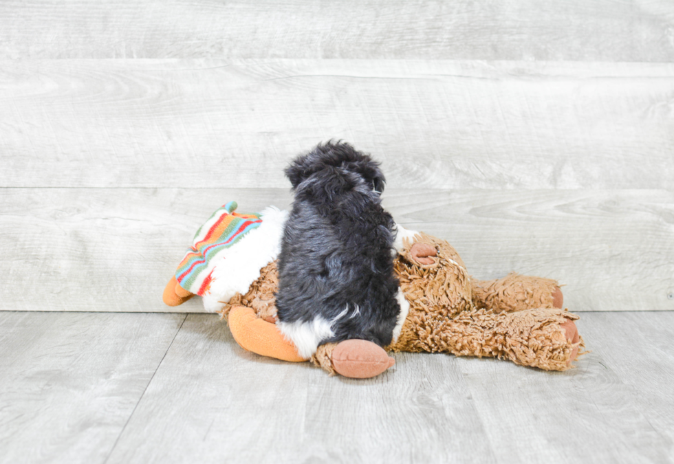 Morkie Pup Being Cute