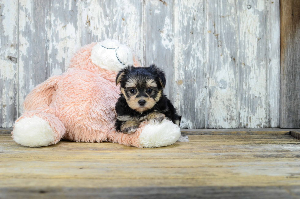 Fluffy Morkie Designer Pup