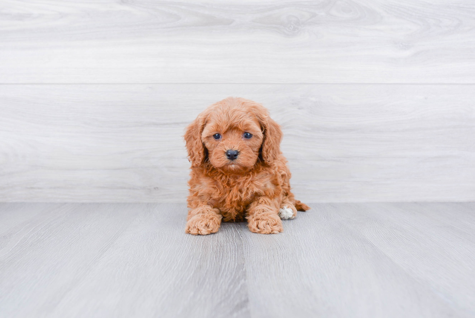 Best Cavapoo Baby