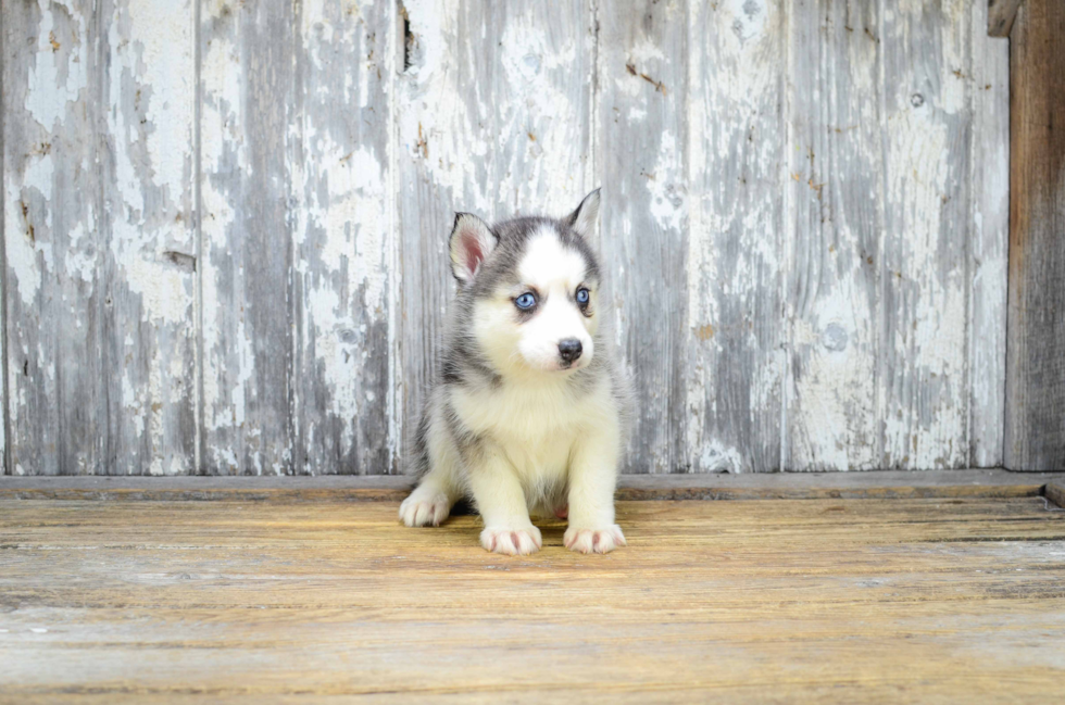 Pomsky Pup Being Cute