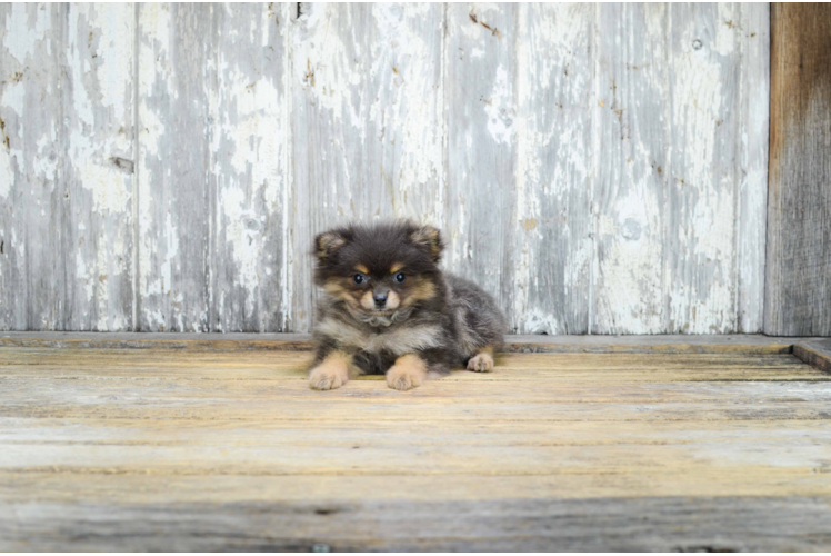 Small Pomeranian Baby