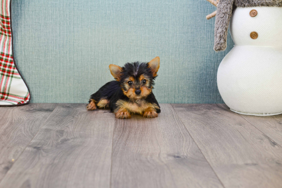 Meet Tinkerbell - our Yorkshire Terrier Puppy Photo 