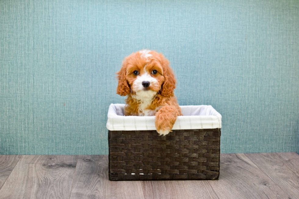 Cavapoo Pup Being Cute