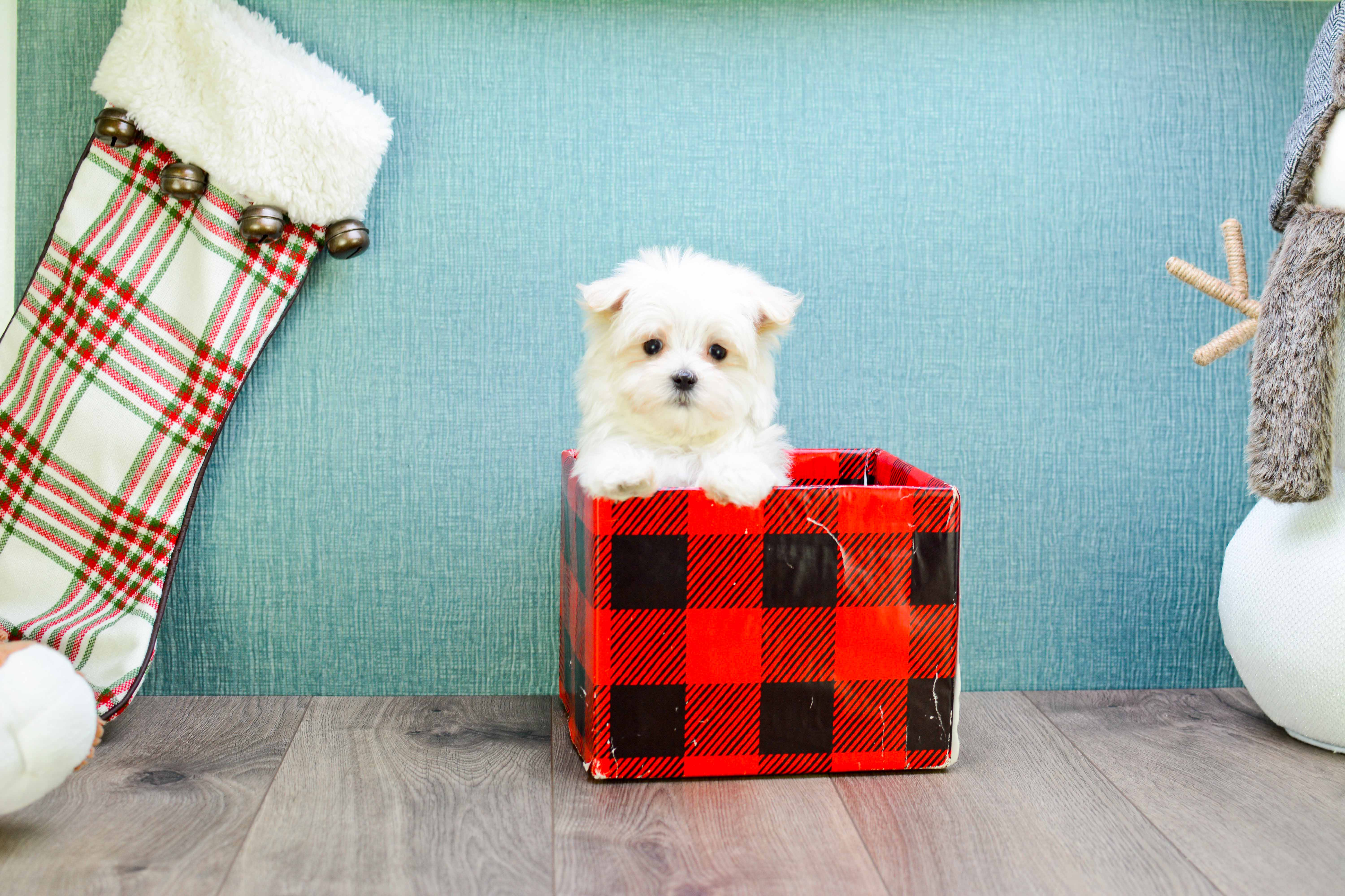 Maltese Puppy for Adoption