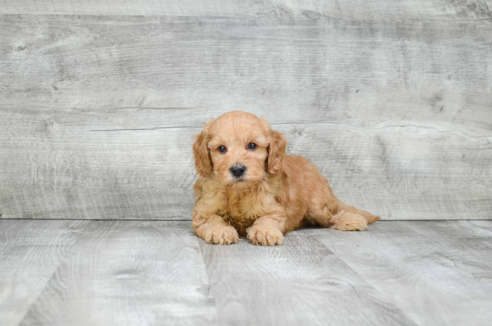 Mini Goldendoodle Puppy for Adoption