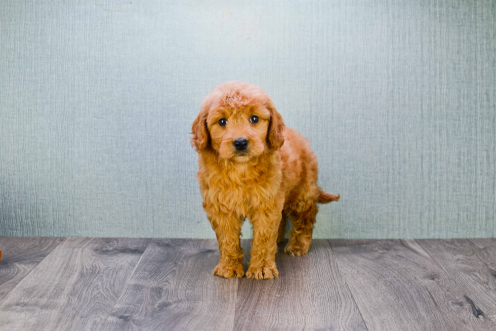 Friendly Mini Goldendoodle Baby
