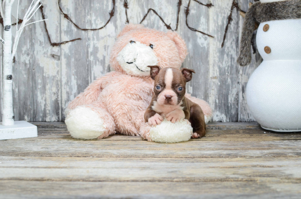 Playful Boston Terrier Purebred Pup