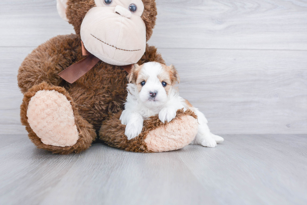 Morkie Puppy for Adoption