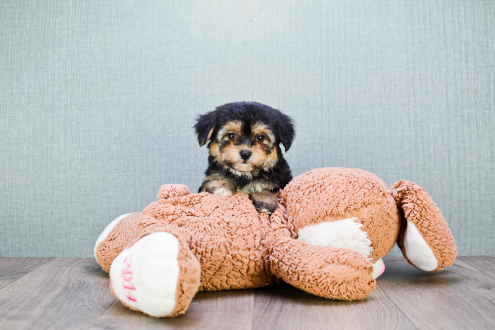 Funny Morkie Designer Pup