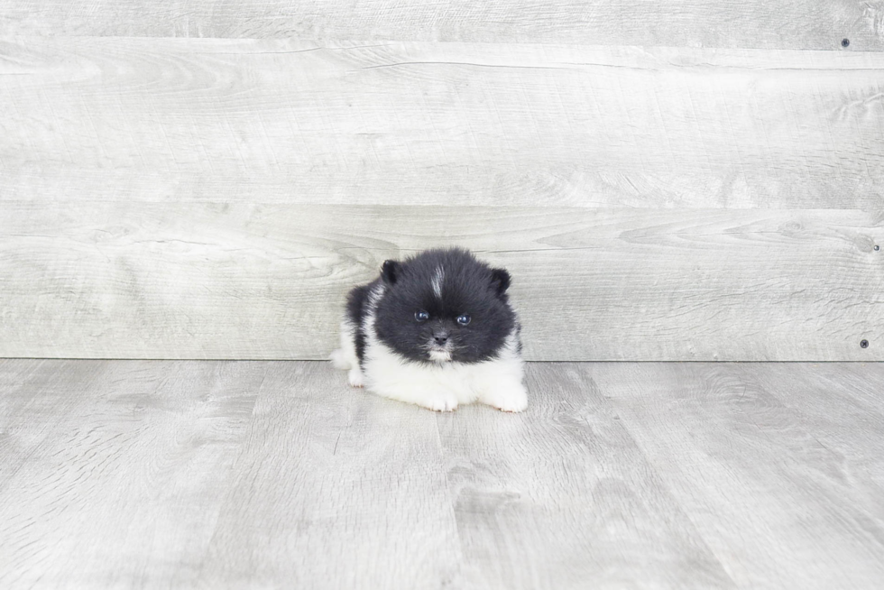 Pomeranian Puppy for Adoption