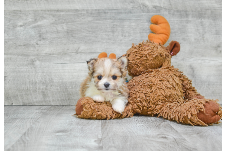 Maltipom Puppy for Adoption