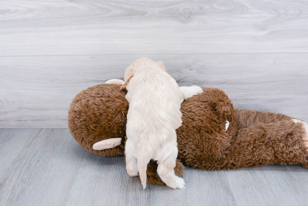 Popular Cavachon Designer Pup