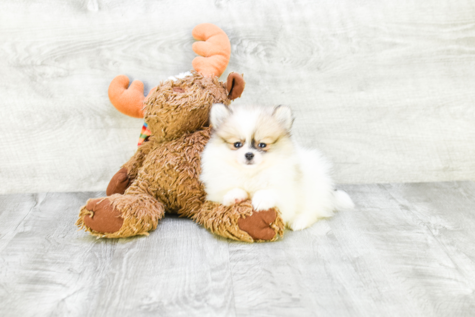Sweet Pomeranian Purebred Puppy
