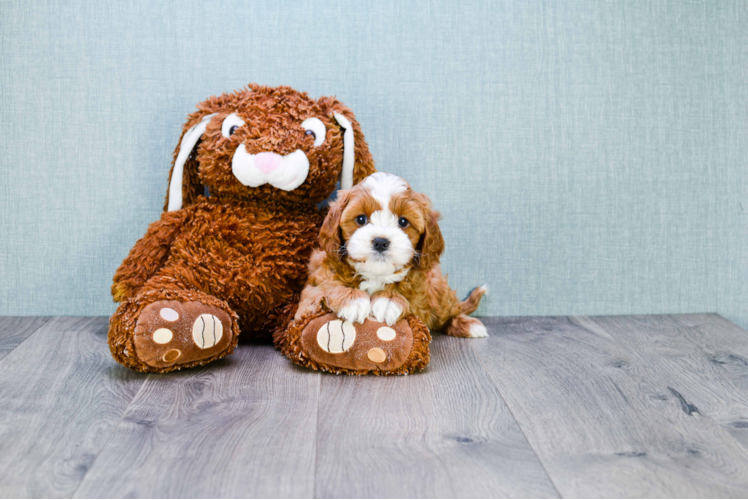 Petite Cavapoo Poodle Mix Pup