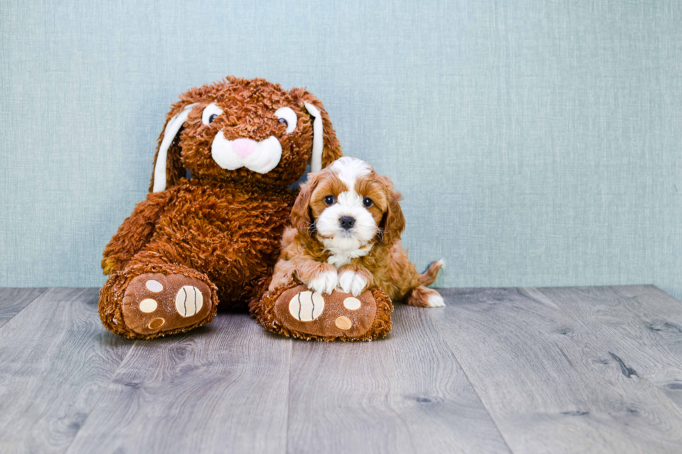 Petite Cavapoo Poodle Mix Pup