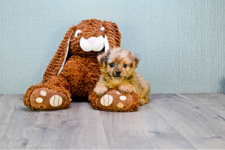 Morkie Puppy for Adoption