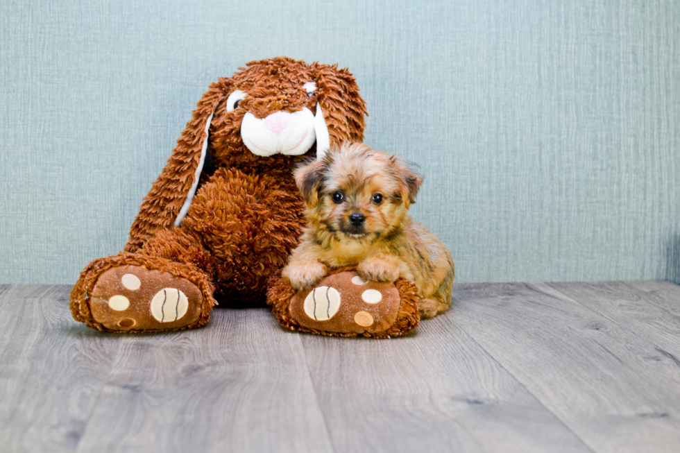 Morkie Puppy for Adoption