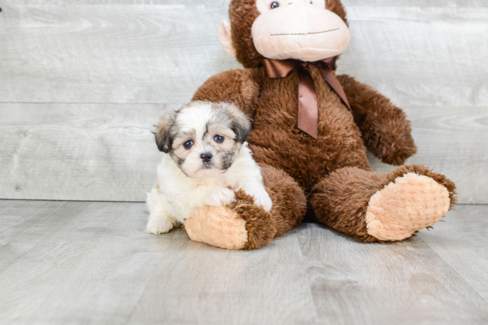 Playful Shi Chon Designer Puppy