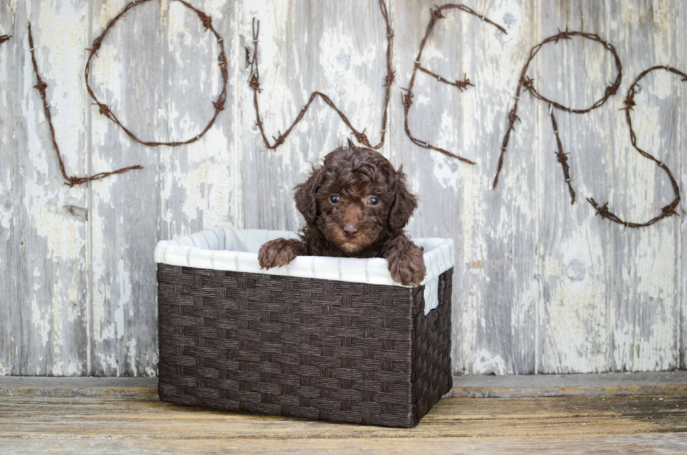 Funny Poodle Purebred Pup