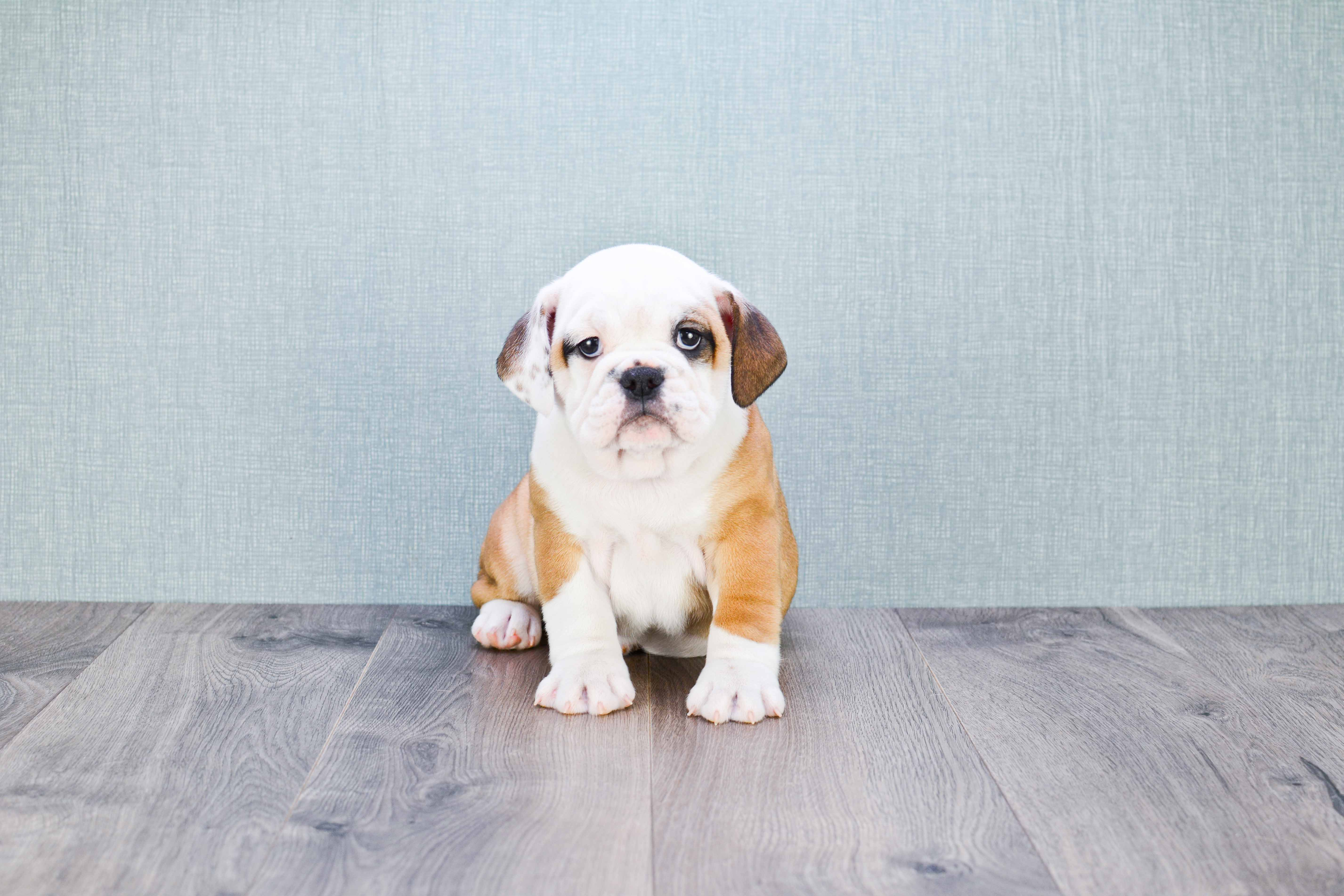 Cute English Bulldog Baby
