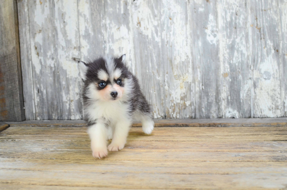 Best Pomsky Baby