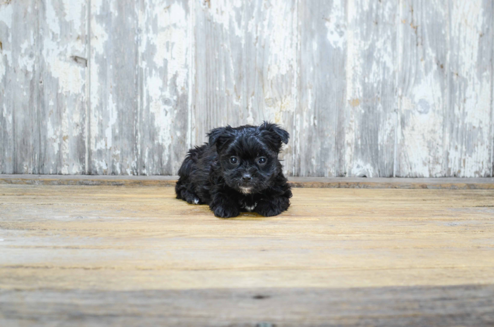 Small Morkie Baby