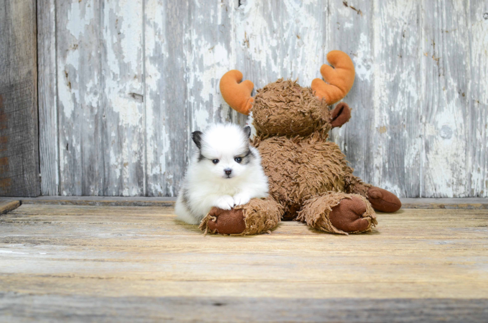 Pomeranian Puppy for Adoption