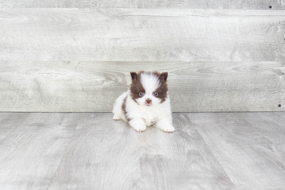 Energetic Pomeranian Purebred Puppy