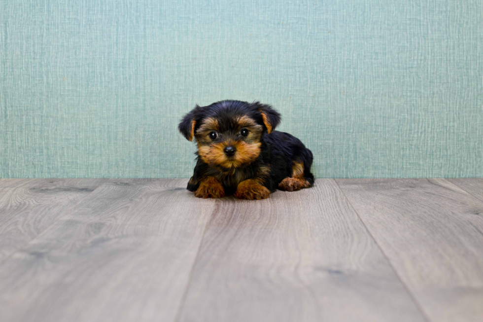 Meet Nugget - our Yorkshire Terrier Puppy Photo 