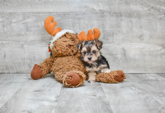 Best Morkie Baby