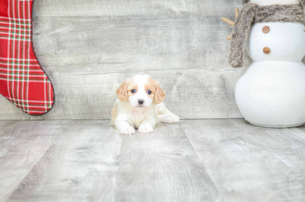 Cavachon Puppy for Adoption