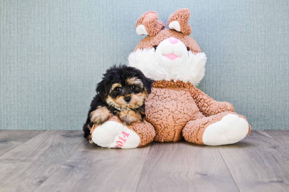 Playful Yorkie Designer Puppy