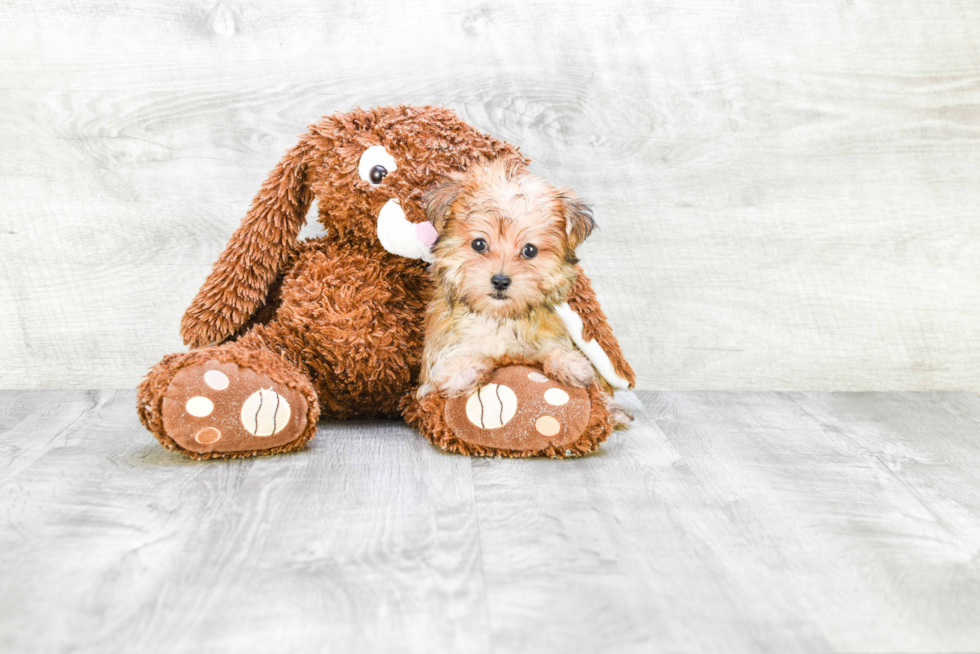 Morkie Puppy for Adoption