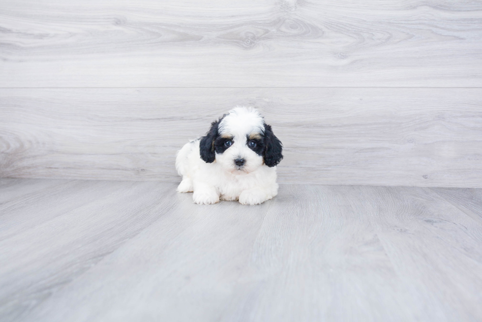 Mini Bernedoodle Pup Being Cute