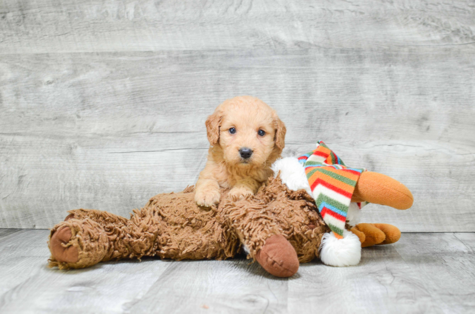 Best Mini Goldendoodle Baby