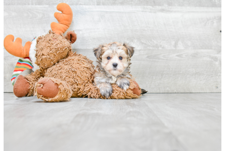 Morkie Pup Being Cute