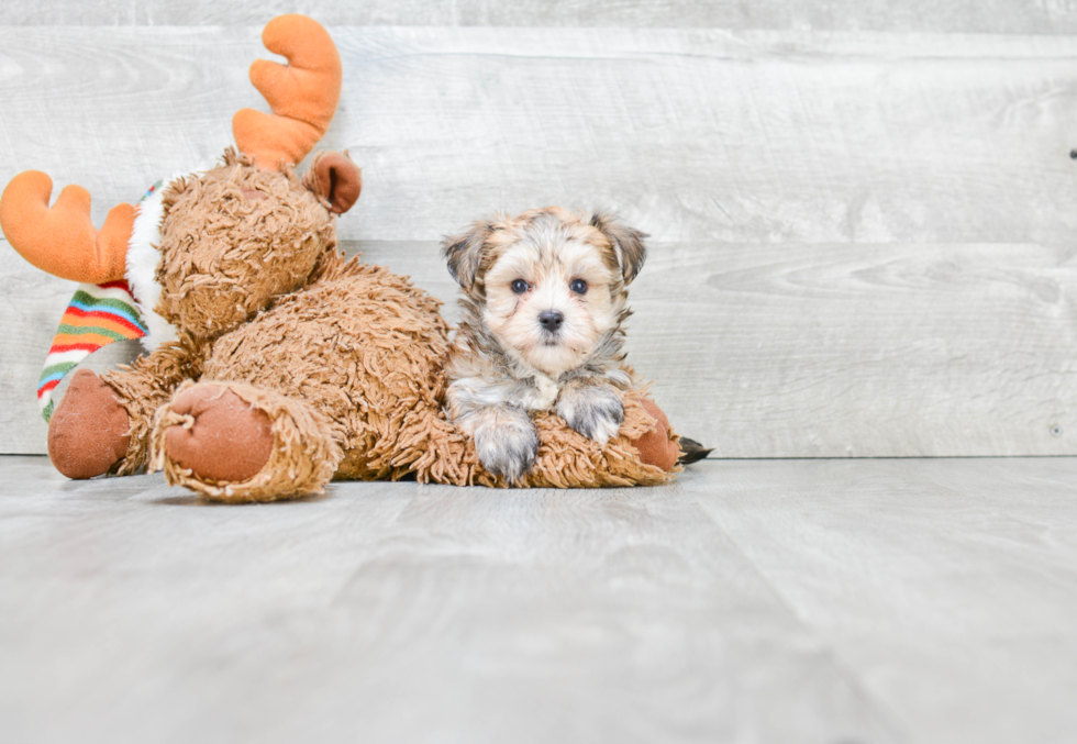 Morkie Pup Being Cute