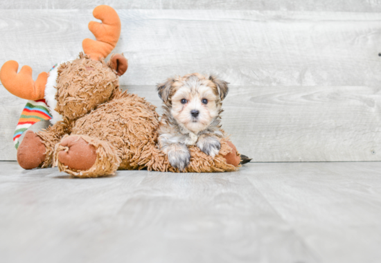 Morkie Pup Being Cute