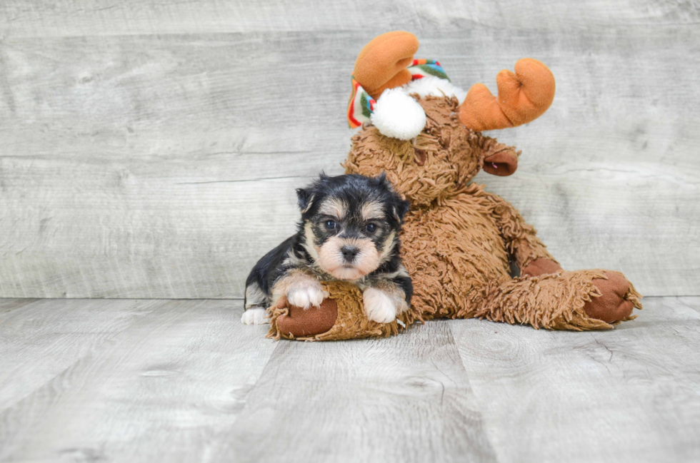 Smart Morkie Designer Pup
