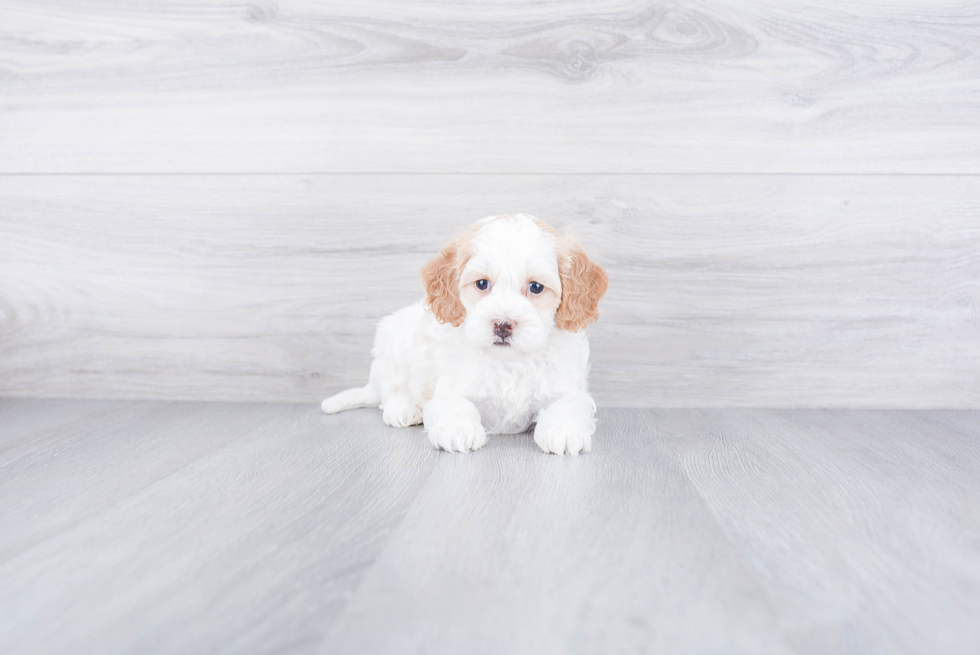 Friendly Mini Bernedoodle Baby