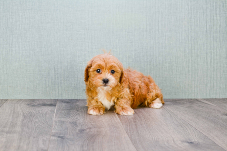 Adorable Cavoodle Poodle Mix Puppy