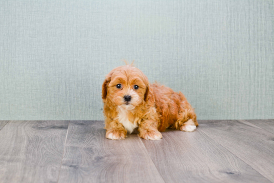 Adorable Cavoodle Poodle Mix Puppy
