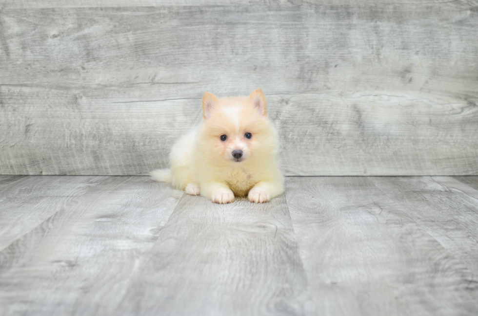 Pomeranian Puppy for Adoption