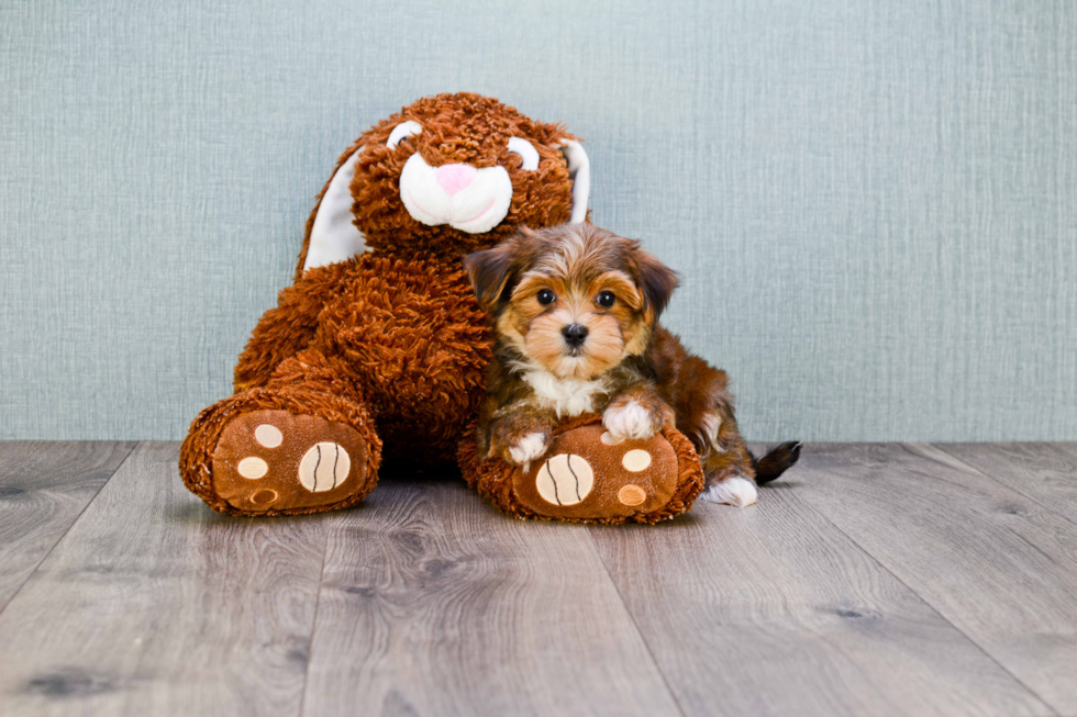 Funny Morkie Designer Pup
